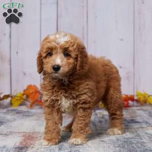 Allie, Mini Goldendoodle Puppy